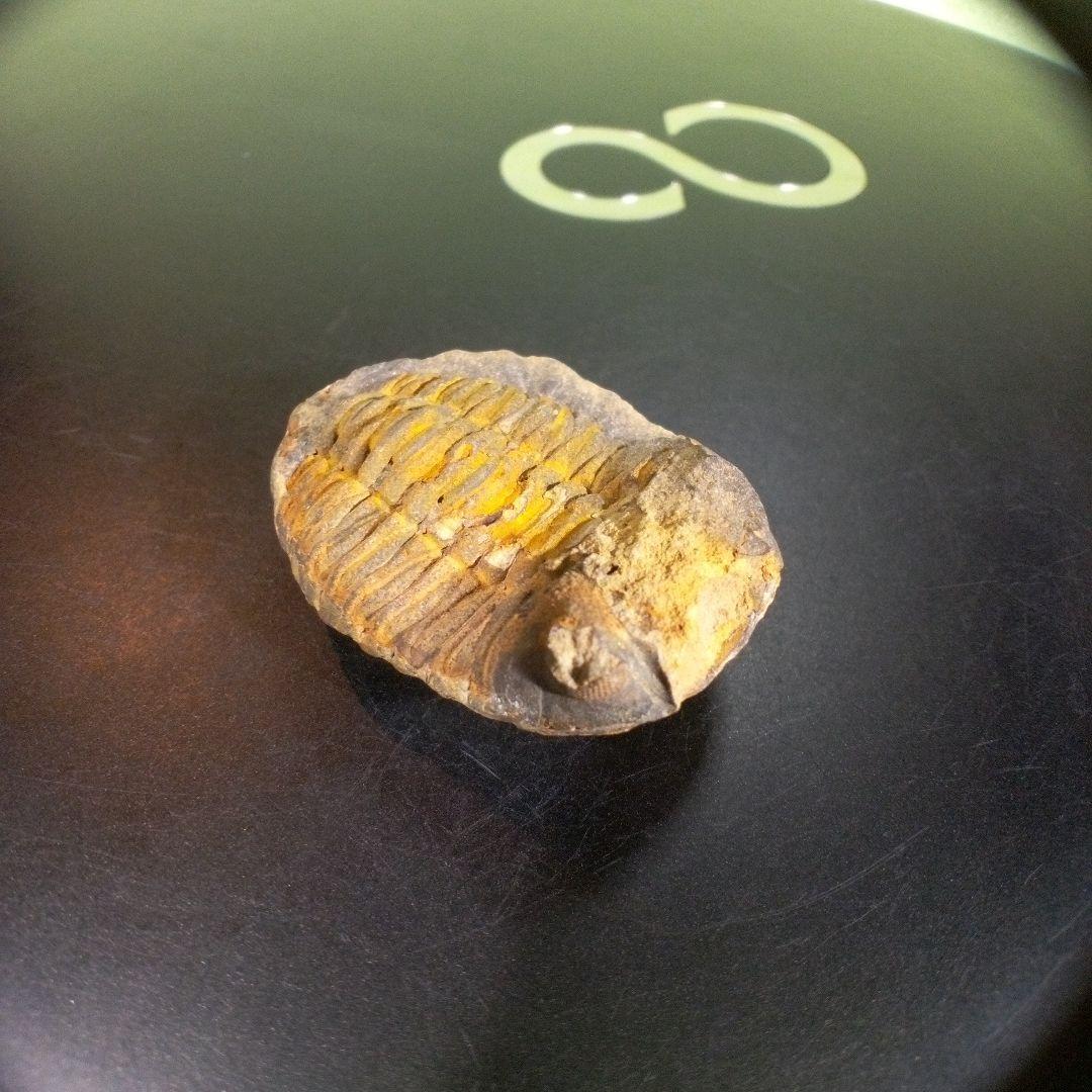 三葉虫　化石　fossil　ボリビア産　trilobite　海生動物識別⑨