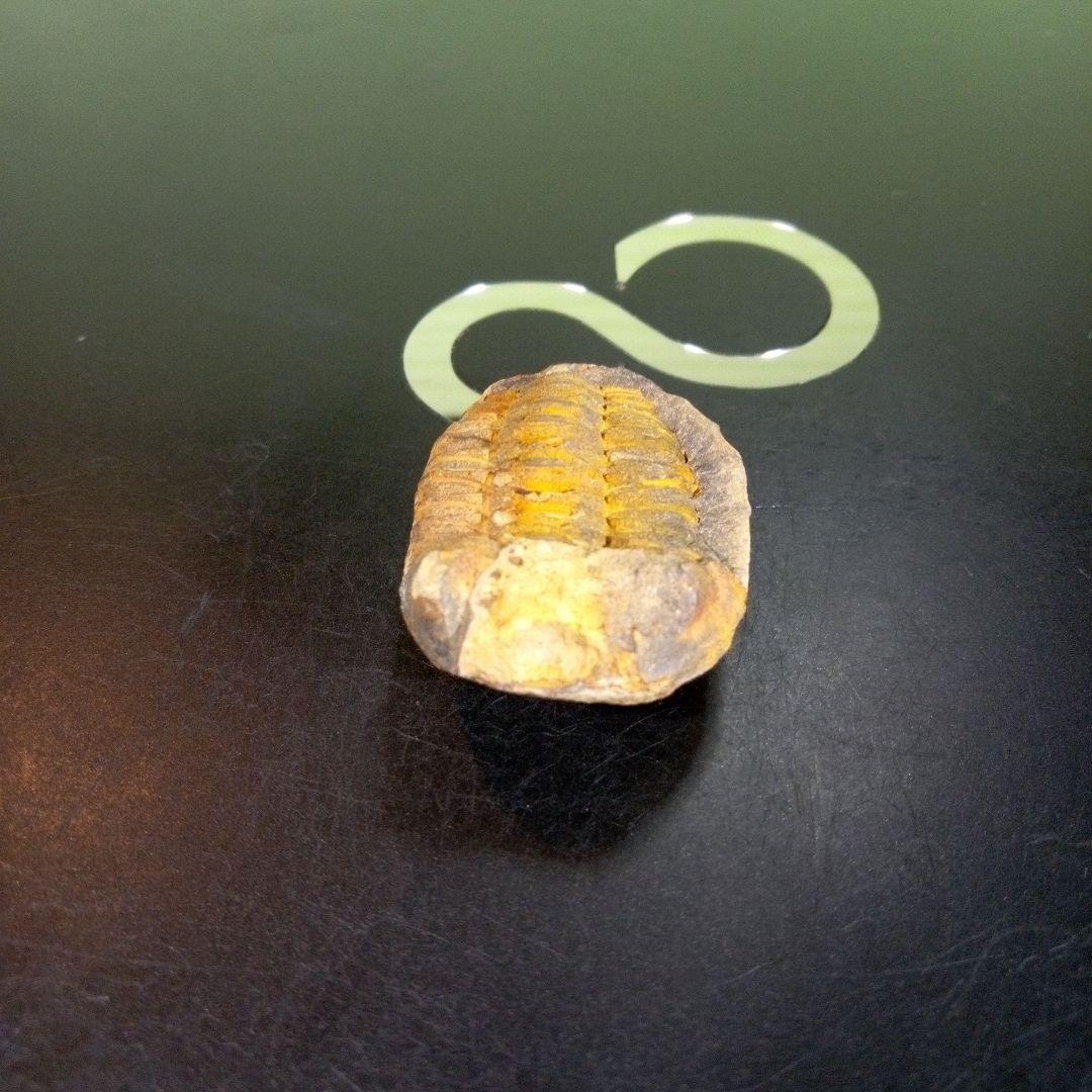 三葉虫　化石　fossil　ボリビア産　trilobite　海生動物識別⑨