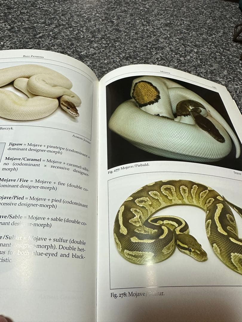 designer-morphs ボールパイソン　ボアコンストリクター　図鑑