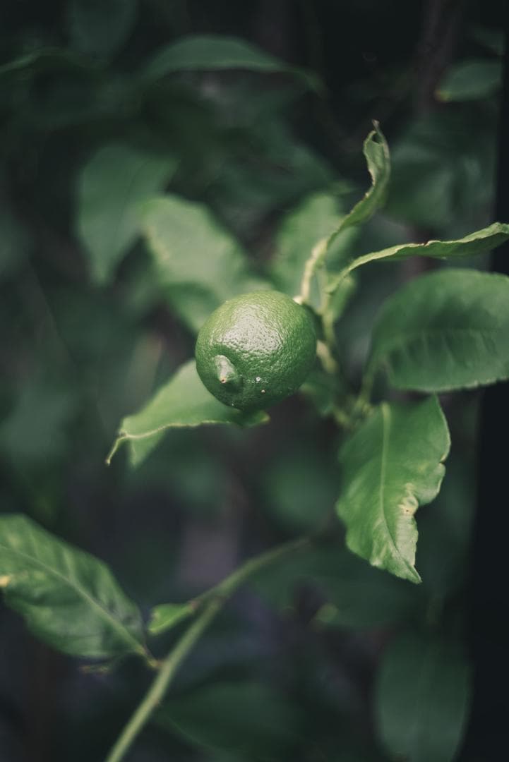 山崎磨き！Leica Summar 50mm f2 山崎ズマール オールドレンズ
