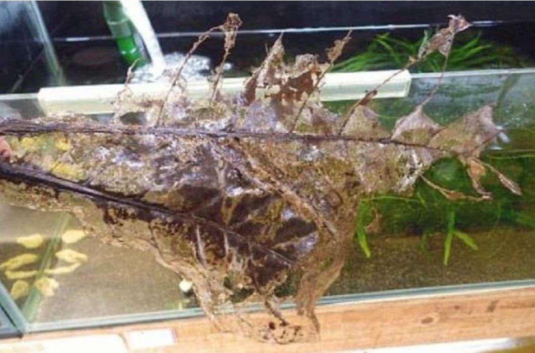 大小様々　無農薬マジックリーフ　天然ももたまな葉　1500　枚