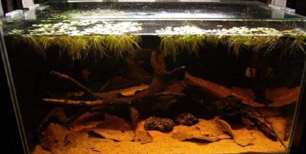 大小様々　無農薬マジックリーフ　天然ももたまな葉　1500　枚