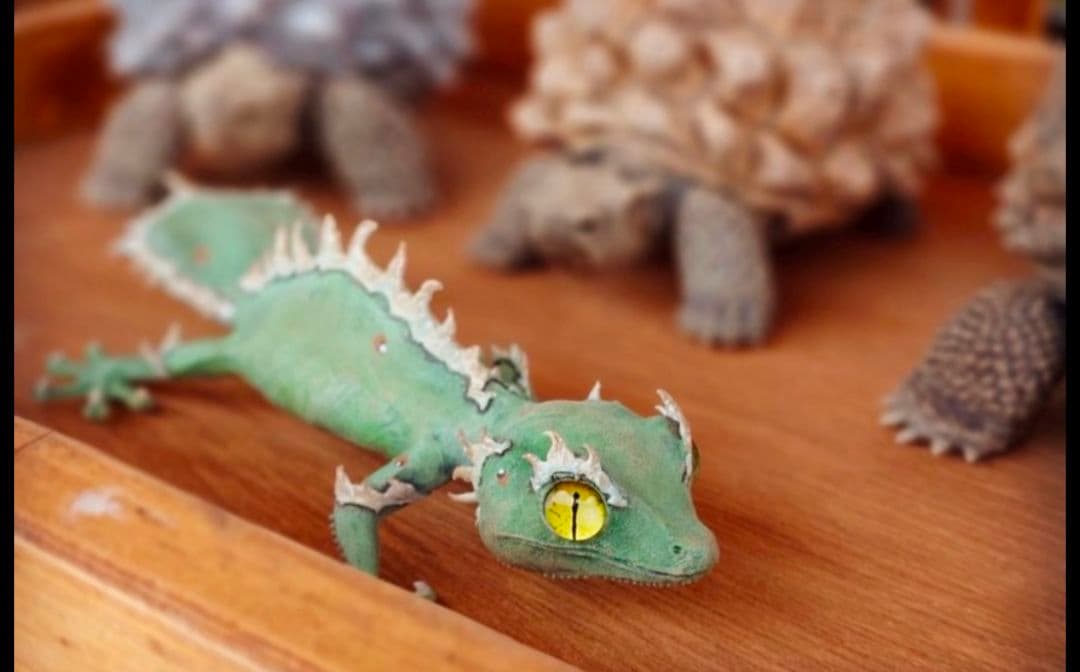 wzrt オズワートGecko Oteroi Satanic Agave