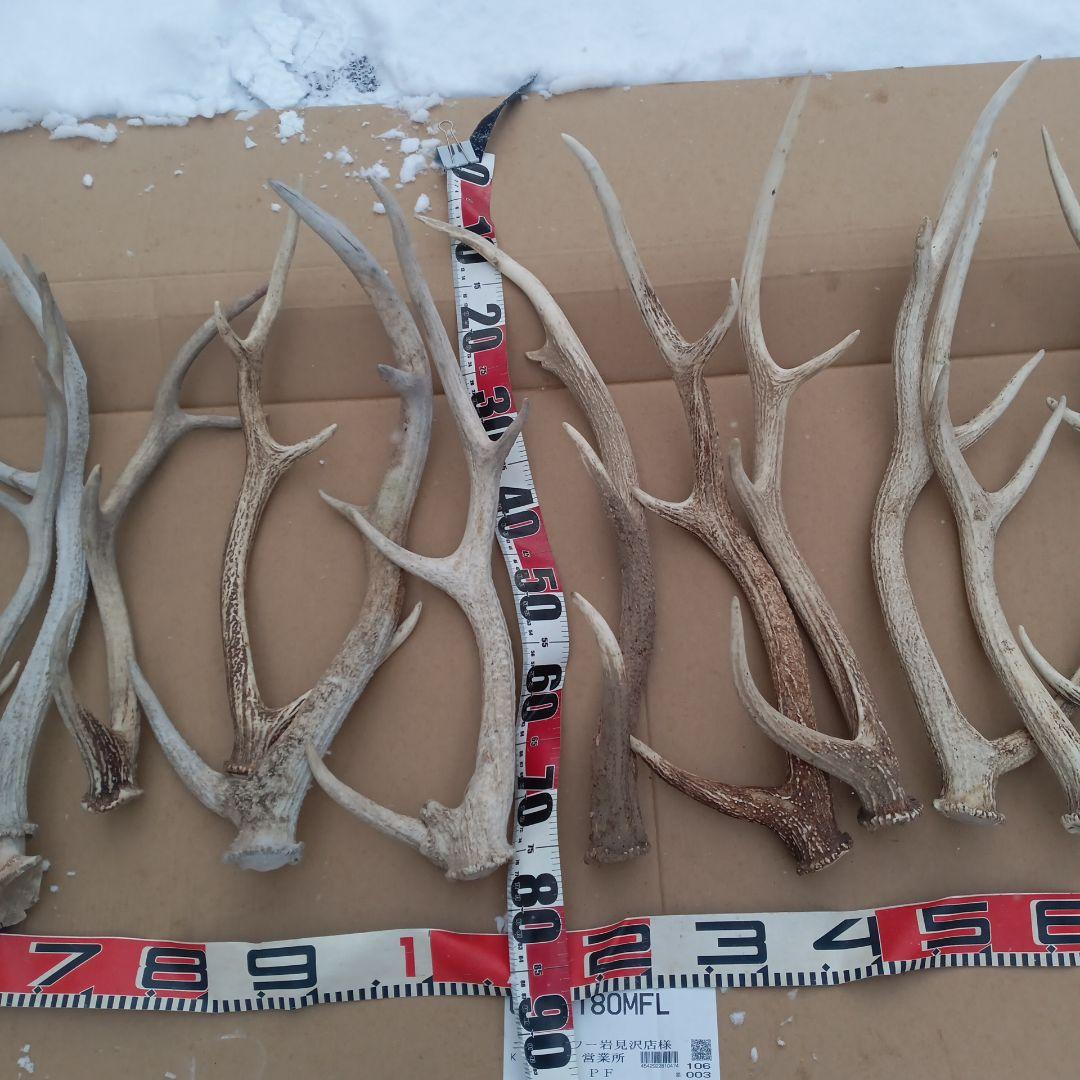 S*i様 蝦夷鹿の角、天然素材犬のおもちゃ、工芸品などに　２番