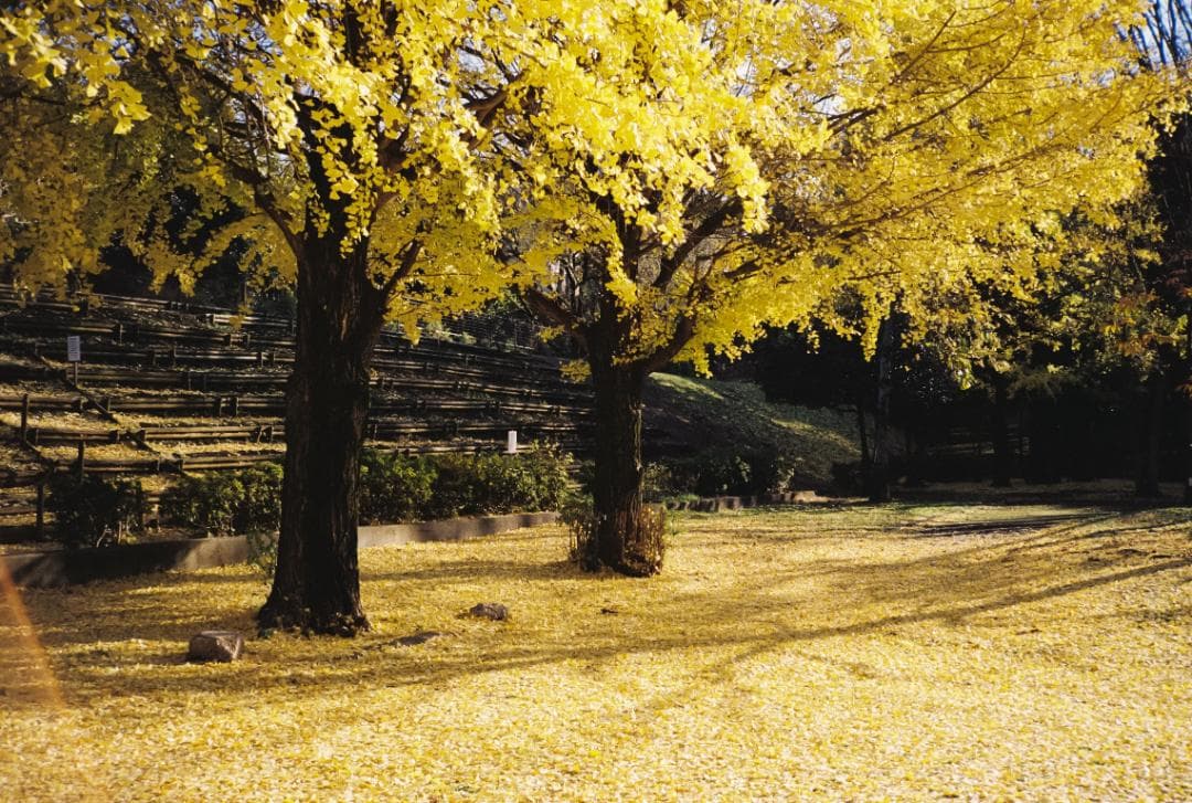 CONTAX T2 ケース 元箱 ストラップ 説明書 動作確認書 セット