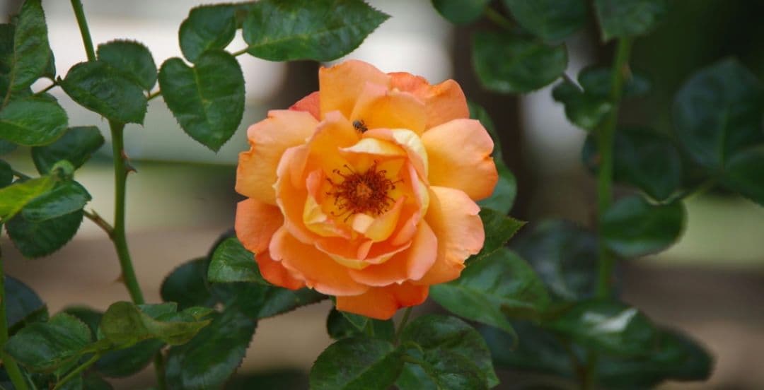 PENTAX K−X ダブルレンズ　一眼レフ　デビュー⚡️スマホ転送⚡️超望遠