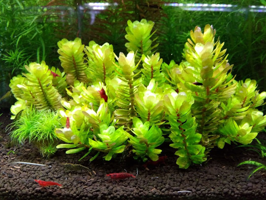 【希少種】ロタラ•トゥルナデンシス【10本】