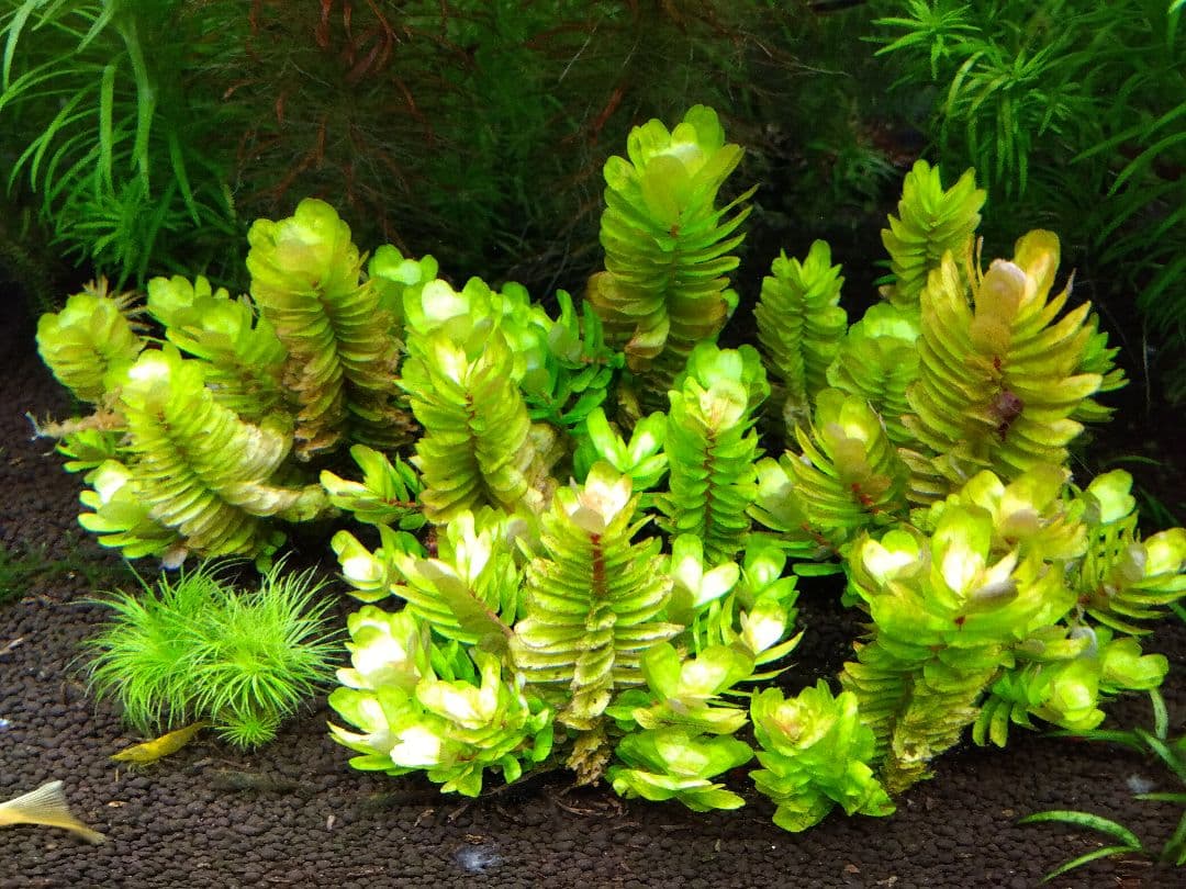 【希少種】ロタラ•トゥルナデンシス【10本】