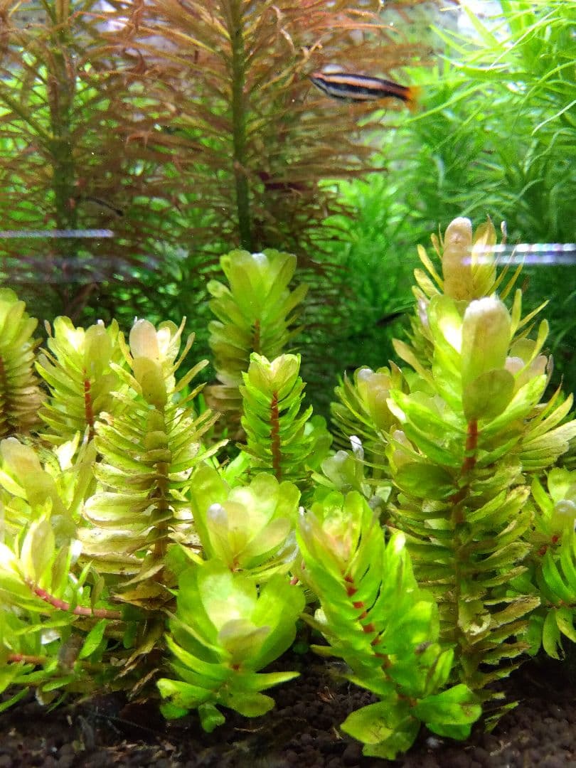 【希少種】ロタラ•トゥルナデンシス【10本】