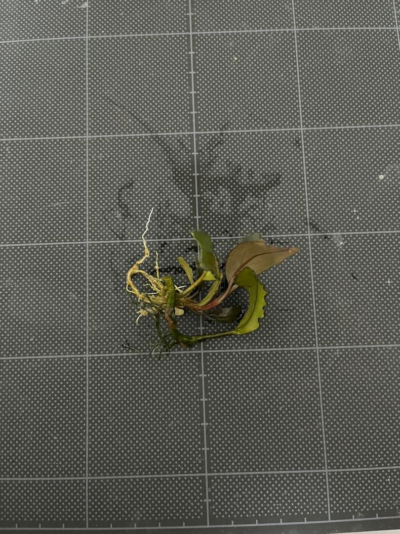 タグ付きBucephalandra sp.\"Posuk\"