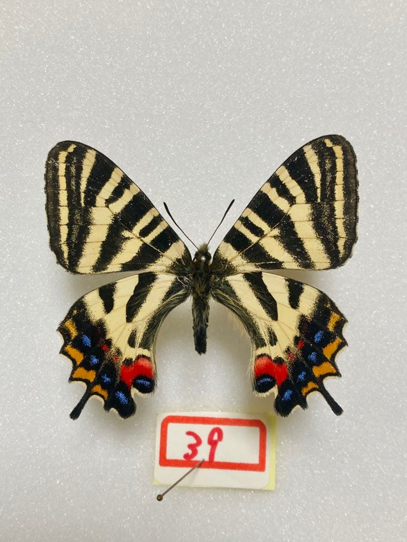 【1ペア】ギフチョウ（滋賀県、岐阜県産）