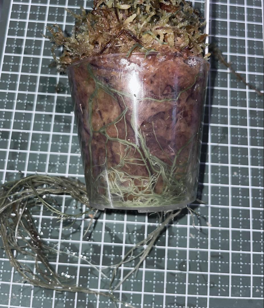 水草 Bucephalandra sp.Pearl gray[TB]