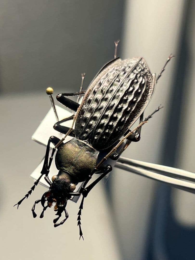 【40mm】アロウトゲオサムシ エリスカブリモドキ オサムシ標本 オサムシ