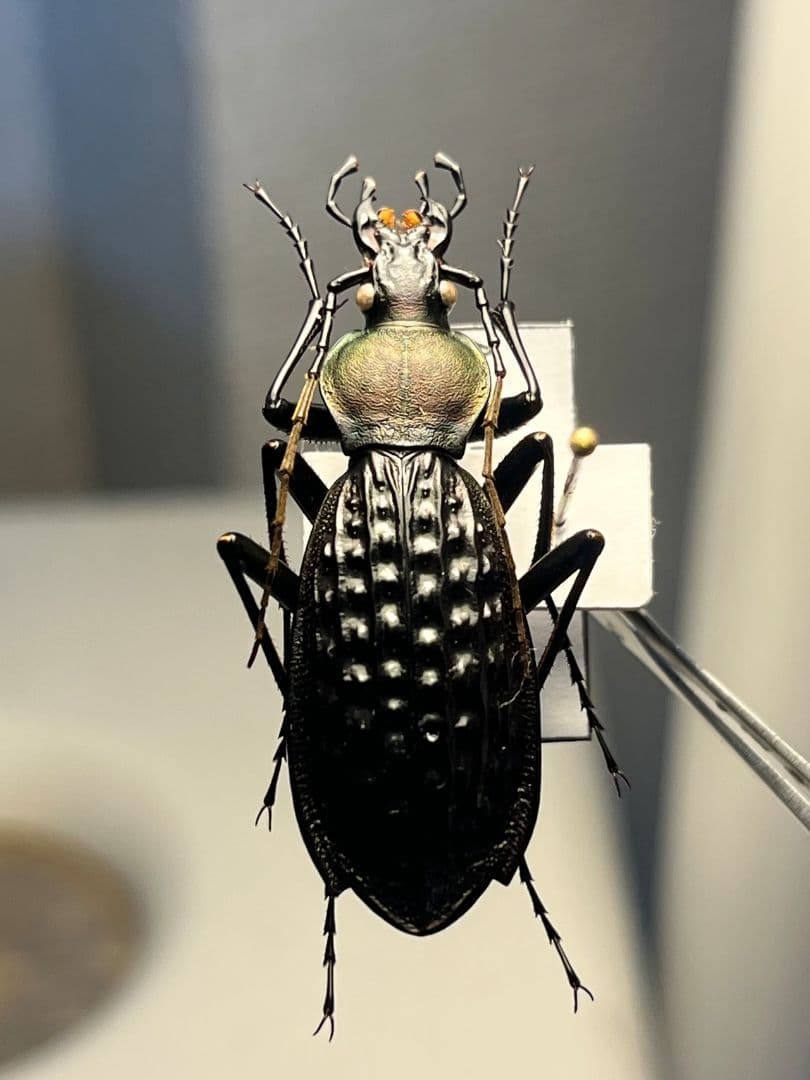 【40mm】アロウトゲオサムシ エリスカブリモドキ オサムシ標本 オサムシ